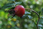 Rotes Meer rose photo