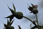 La Biche rose photo