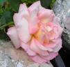 Our Pearl rose photo