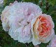 Peggy M rose photo