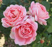 Arenenberg rose photo