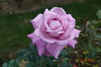 Lugdunum rose photo