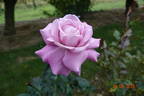 Lugdunum rose photo