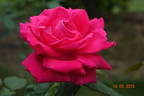 Gloria di Roma rose photo