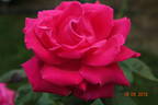 Gloria di Roma rose photo
