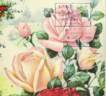 Madame Colette Martinet rose photo