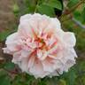 Fürst Bismarck rose photo
