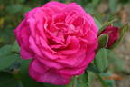 Pink Pearl rose photo