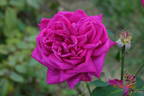 Reine Marguerite d'Italie (Hybrid Tea, Soupert rose photo