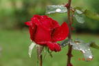Gloria di Roma rose photo