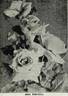 Aline Schneider rose photo