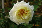Golden Tower rose photo