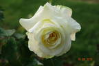 Golden Tower rose photo