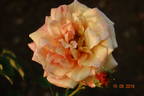 Mrs. Franklin D. Roosevelt rose photo