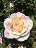 Brindabella Pastel Tiger rose photo