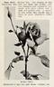 Rhea Reid rose photo
