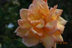 Bronze Masterpiece rose photo