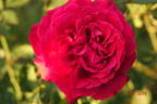 Konrad Adenauer rose photo