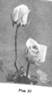 Pius XI rose photo
