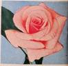 Sunlit rose photo