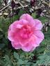 Malaguena rose photo