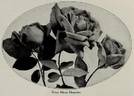 Reine Marie Henriette rose photo