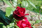 Aïda rose photo