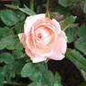 Cinderella Kordana® rose photo