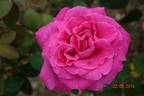 Pink Pearl rose photo