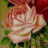 Helen Good rose photo