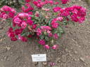 Pierre Cormier rose photo