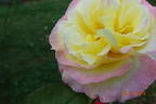Bella'roma rose photo