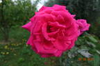 Gloria di Roma rose photo