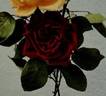 George C. Waud rose photo