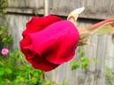 Princeps rose photo