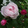 Madame Alfred de Rougemont rose photo