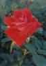 King of Hearts rose photo