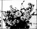 Agnes Barclay rose photo