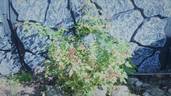 Madame E. Souffrain rose photo