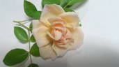 Madame E. Souffrain rose photo
