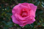 Fragrance rose photo