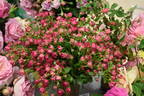 Strawrose rose photo