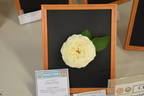 Ice-Girl rose photo