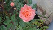 Cinderella Kordana® rose photo