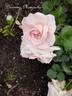 Dronning Margrethe Palace rose photo