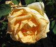 Golden Ophelia rose photo