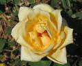 Golden Ophelia rose photo