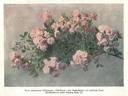 Hakeburg rose photo