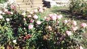 Cherish rose photo