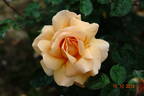 Indian Summer rose photo